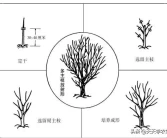 愛(ài)媛柑橘冬季修剪視頻教程全集_柑橘紅美人種植技術(shù)