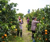 臍橙柑橘種植技術與管理_橙子樹夏季怎么養(yǎng)護