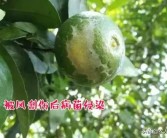 柑橘果實(shí)病蟲害最全的圖庫(kù)_陽(yáng)光一號(hào)柑橘蟲子訂咬怎么辦