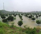 柑橘松土種植技術(shù)_貢柑第一次保果后淋水肥好嗎