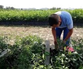 柑橘中大雅的種植技術(shù)_大雅柑四川廣元適合種植嗎