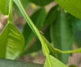 柑橘庭院種植技術(shù)視頻教學(xué)_你在男廁遇到過哪些尷尬事