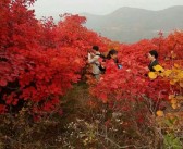 一樹柑橘紅種植技術_紅橘花唯美句子