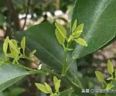 柑橘扭枝種植技術(shù)_果樹(shù)生了大量背上枝