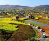 柑橘食用菌種植技術_異抗壞血酸鈉的正確添加方法