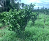 柑橘秋季種植技術(shù)管理_如何促進(jìn)柑橘秋梢老熟