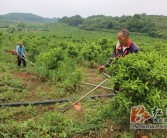 冷水灘柑橘種植技術(shù)與管理_湖南永州附近種植什么水果比較好