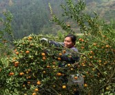 柑橘蓋膜種植管理技術(shù)_柑桔通頭芽嫁接技術(shù)