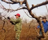 愛媛柑橘怎么修剪好看視頻_哪一款修剪短視頻應(yīng)用能自動免費(fèi)生成字幕