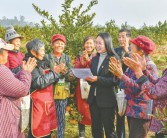 武勝柑橘種植技術(shù)_四川南充市嘉陵區(qū)有多少鎮(zhèn)