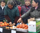 宜賓柑橘種植招聘技術(shù)員_香腸如何配料