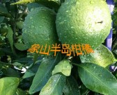 甘平柑橘耐寒嗎冬天怎么養(yǎng)護(hù)呢視頻(甘平柑橘耐寒嗎冬天怎么養(yǎng)護(hù)呢視頻教程)