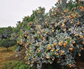 山西柑橘樹(shù)苗有什么新品種_蘋果樹(shù)開(kāi)花后打什么藥