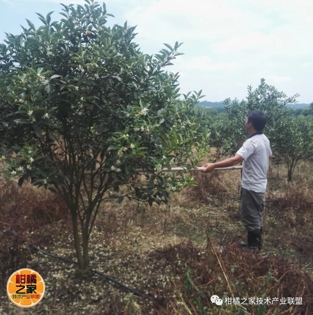 沃柑炭疽病圖片和潰瘍（沃柑病害及防治方法）