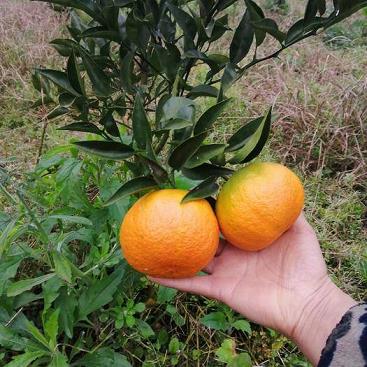 柑橘新品種茶花_爛的發(fā)酵桔子能澆菜嗎