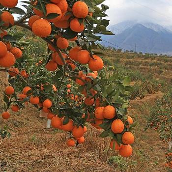 三峽柑橘種植技術(shù)_現(xiàn)在在宜昌種植哪些桔子樹比較好