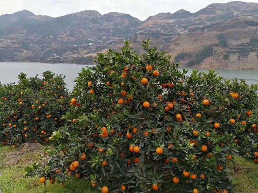 華美1號柑橘種植技術(shù)管理（華美二號柑橘枝條）