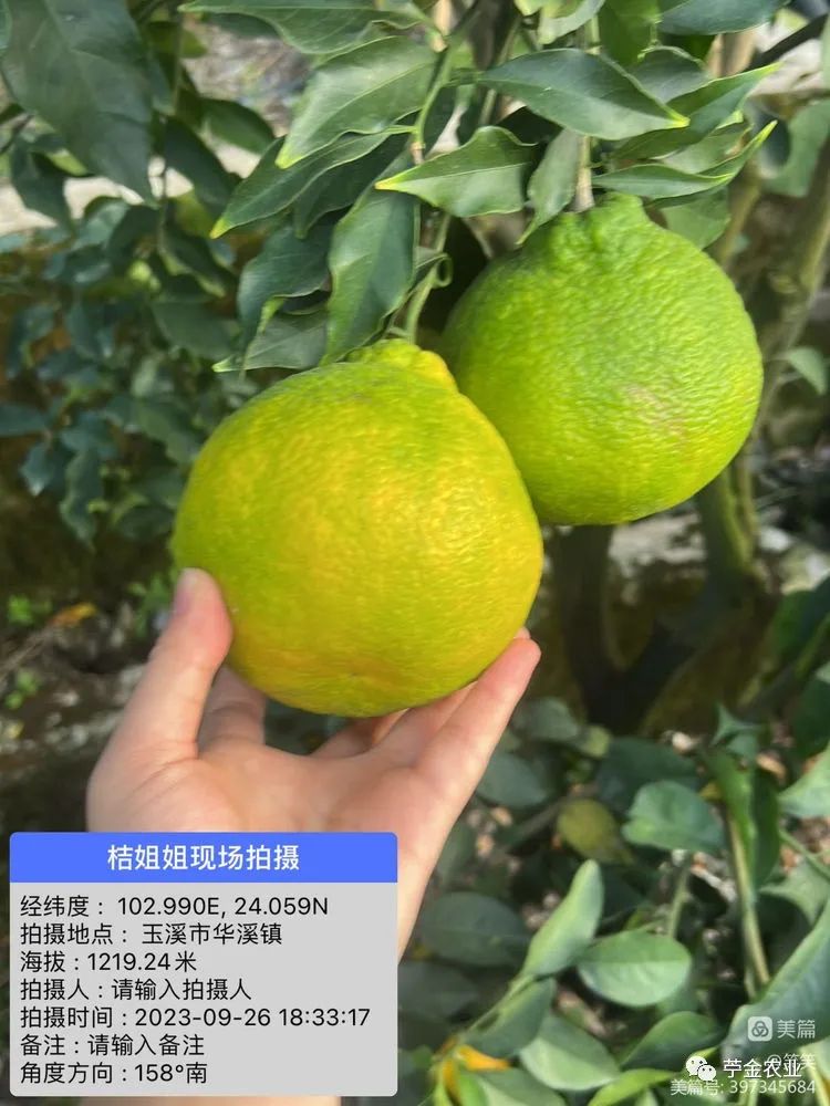 蜜桔吃多了對(duì)身體有什么好處（蜜桔壞處）