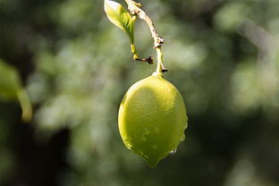 南豐蜜桔營養(yǎng)價值高嗎（南豐蜜桔有什么營養(yǎng)）