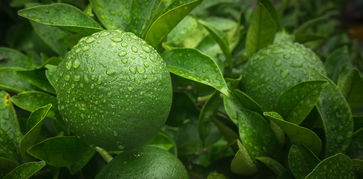 柑橘病害綜合防治技術（柑橘病害綜合防治技術規(guī)范）