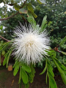 沃柑品種四季開(kāi)花結(jié)果時(shí)間幾月（沃柑幾月份開(kāi)花）