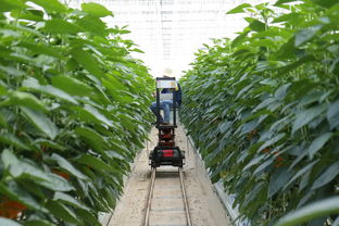 國外柑橘種植技術有哪些（國外柑橘種植技術有哪些種類）