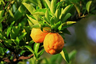 矮化密植柑橘樹栽培技術(shù)視頻（柑橘樹種植教程視頻）