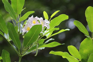 愛莎柑橘種植技術(shù)要點有哪些（愛莎柑橘幾年一一結(jié)果）