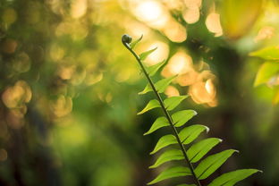 脆密金桔種植技術(shù)視頻講解（脆密金桔種植技術(shù)視頻講解教程）