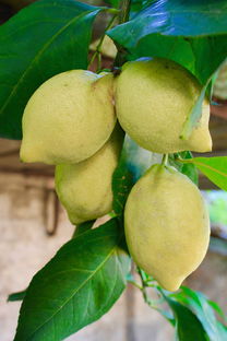 矮化密植柑橘樹栽培技術(shù)要點（果樹生產(chǎn)中矮化密植栽培的優(yōu)點）