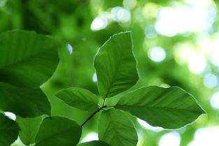 柑橘樹(shù)弱如何快速恢復(fù)旺盛（柑橘樹(shù)弱發(fā)黃葉落,施肥不見(jiàn)明顯效果,根有腐爛）