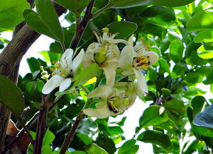 沃柑幾月發(fā)芽才開花季節(jié)（沃柑幾月份）