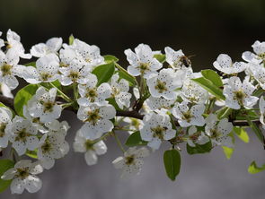 柑橘樹種植技術(shù)管理視頻教學(xué)（柑橘樹栽培技術(shù)）