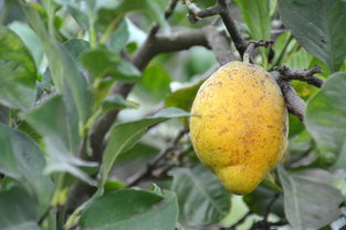 柑橘樹種植技術(shù)視頻教學(xué)（柑橘樹種植技術(shù)視頻教學(xué)講解）