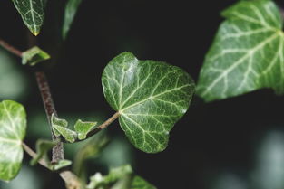 沃柑苗一直種下去不發(fā)芽怎么回事呢（沃柑苗一直種下去不發(fā)芽怎么回事呢怎么辦）