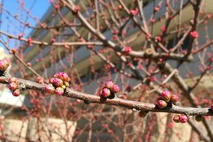 立春柑子嫁接多少天能發(fā)芽（柑橘春季嫁接幾月份最好）