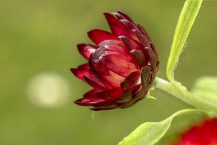 沃柑開(kāi)花期能?chē)娹r(nóng)藥嗎（沃柑開(kāi)花噴什么藥）