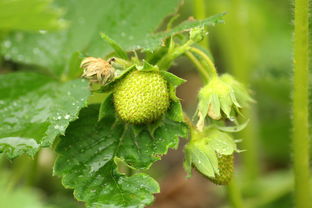 桔子樹(shù)開(kāi)花期怎樣保花保果（桔子樹(shù)開(kāi)花時(shí)怎樣施肥保果）