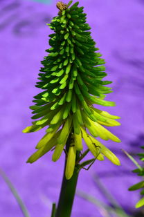 柑橘病蟲害防治及種植管理技術(shù)規(guī)范（柑橘病蟲害防治及種植管理技術(shù)規(guī)范）