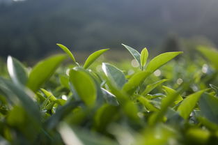 茶枝柑價格多少錢一斤（茶枝柑樹圖片）