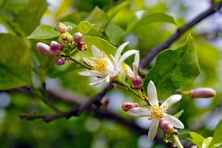 橘子樹(shù)用什么農(nóng)藥（橘子樹(shù)用什么農(nóng)藥最好）