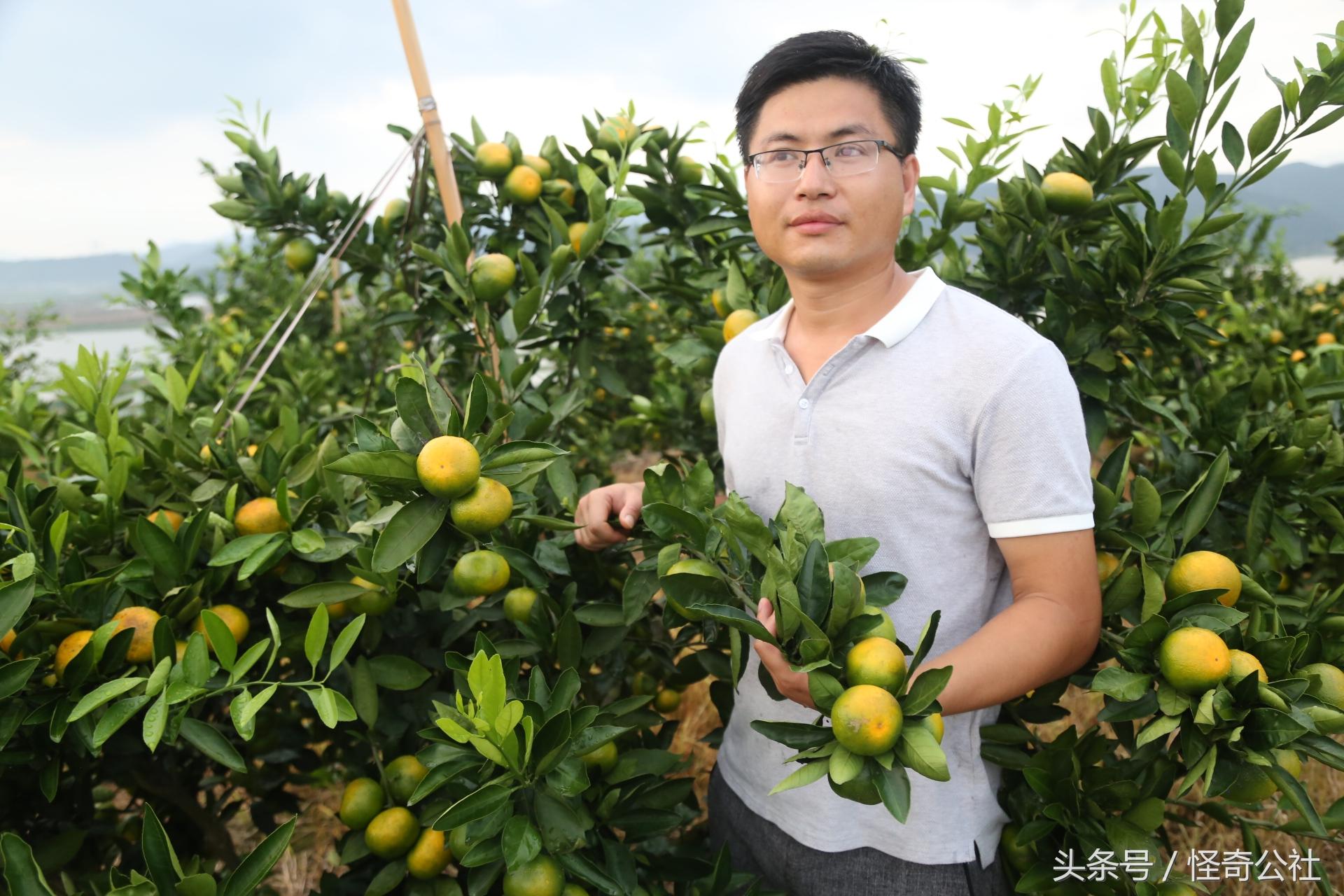 廣西種植由良柑橘新品種_愛莎柑橘與由良柑橘哪個品種好