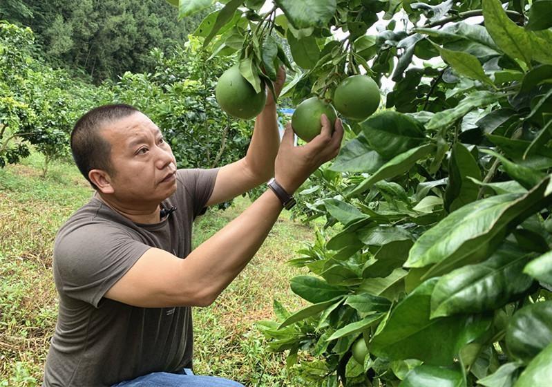 春見粑粑柑什么時候成熟_柑橘新品種明日見有種植潛力嗎