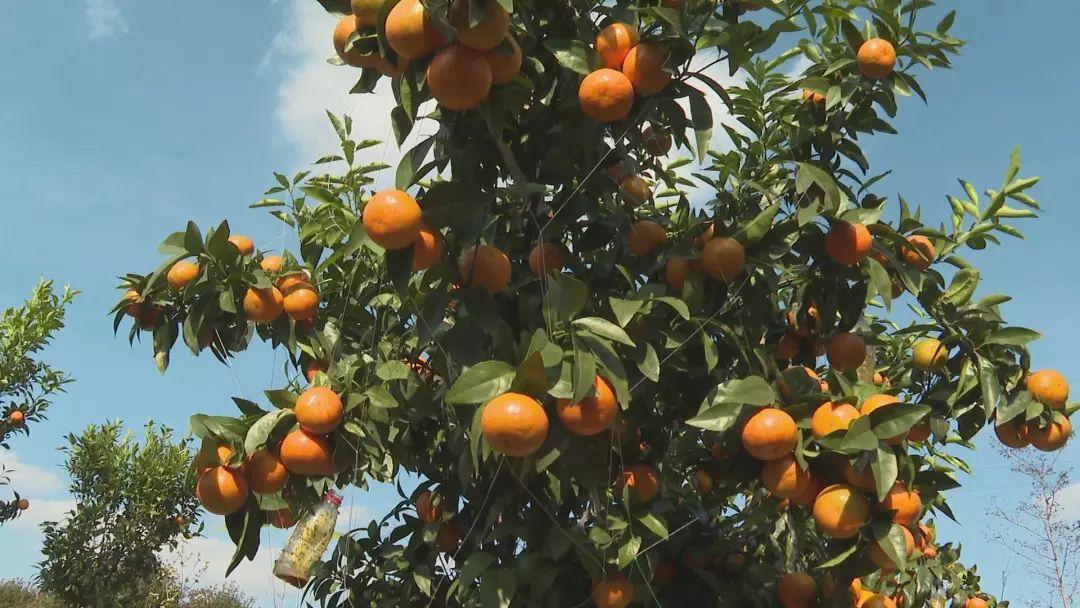 甘平柑橘苗能夠露天種植嗎冬天能種嗎北方_沃柑之類的生果有哪些