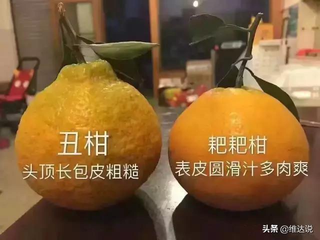 比粑粑柑還好的柑橘品種有哪些呢英語翻譯怎么說_柑橘類生果有哪些品種