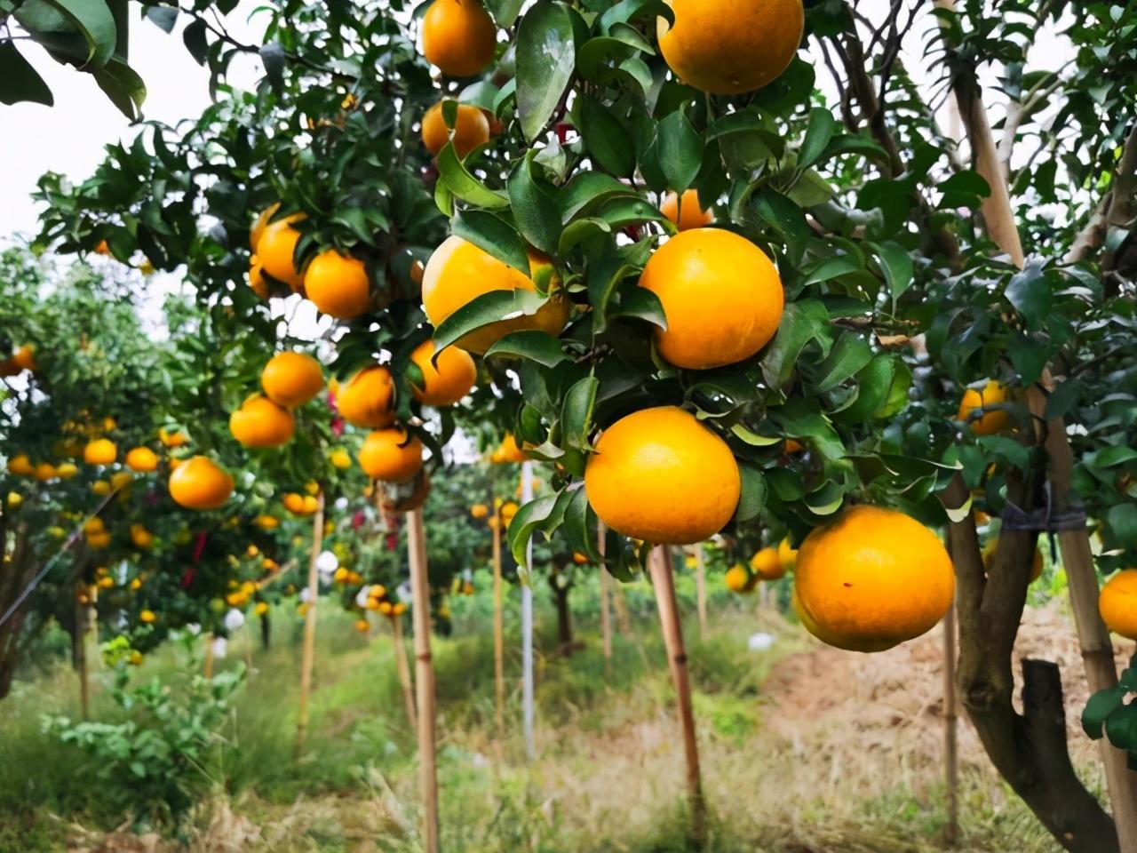 四川柑橘苗種植時(shí)間_橘樹(shù)種植間距