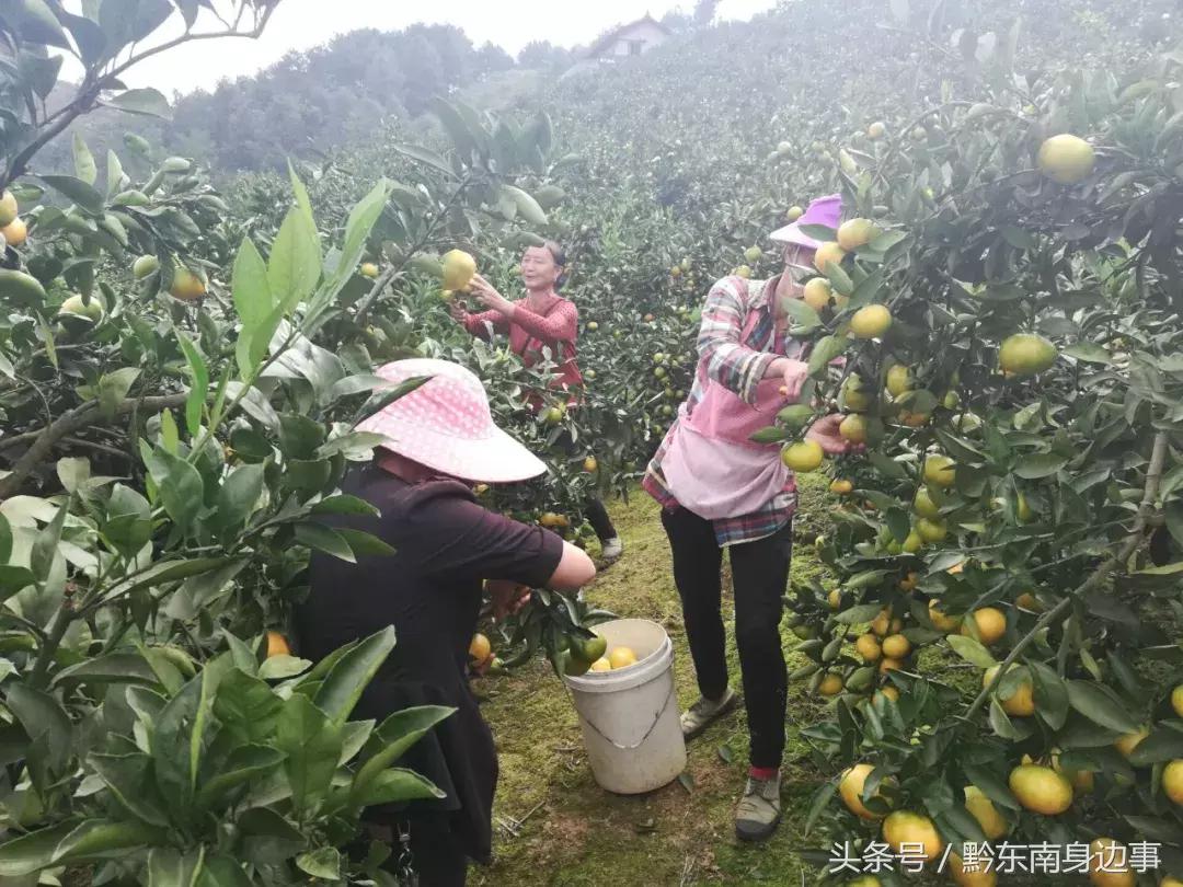 貴陽新品種柑橘樹苗價格_沃柑樹在北方能種嗎