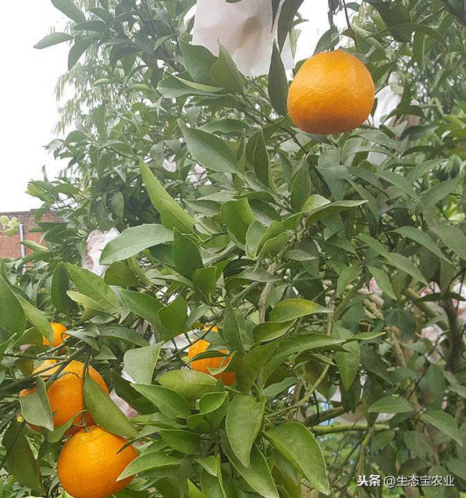 春見耙耙柑幾月開花是什么原因_四川綿陽合適種植什么果樹