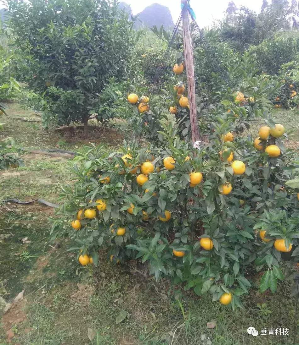 多效唑在沃柑上能全樹噴灑嗎視頻講解圖片_
什么的除草劑能殺砂糖桔夏梢