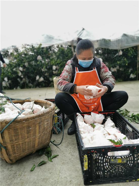 春見(jiàn)柑橘種植手藝視頻大全集_若何處理偏僻農(nóng)村地域農(nóng)產(chǎn)物滯銷的問(wèn)題